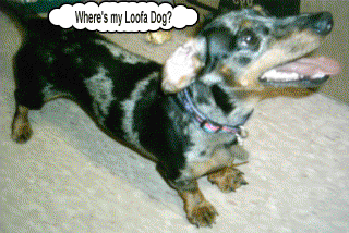 Slinky wants his Loofa Dog